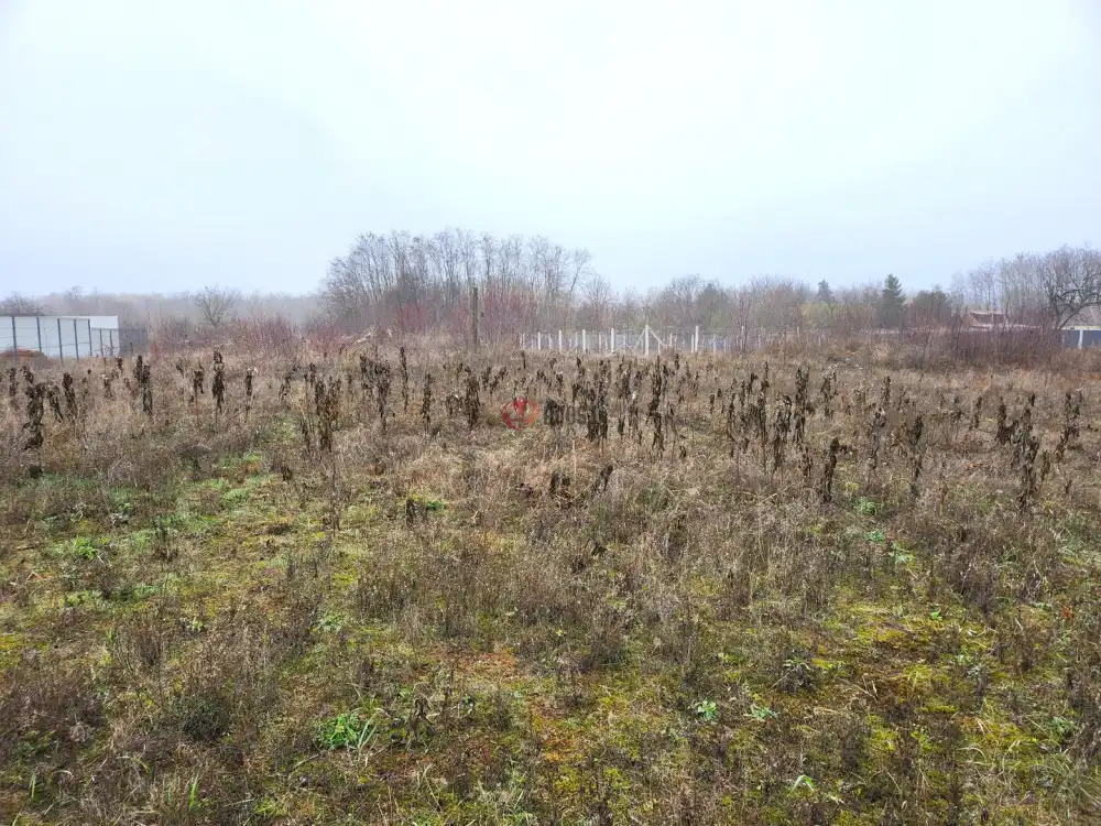 Pest megye - Dabasiszőlők